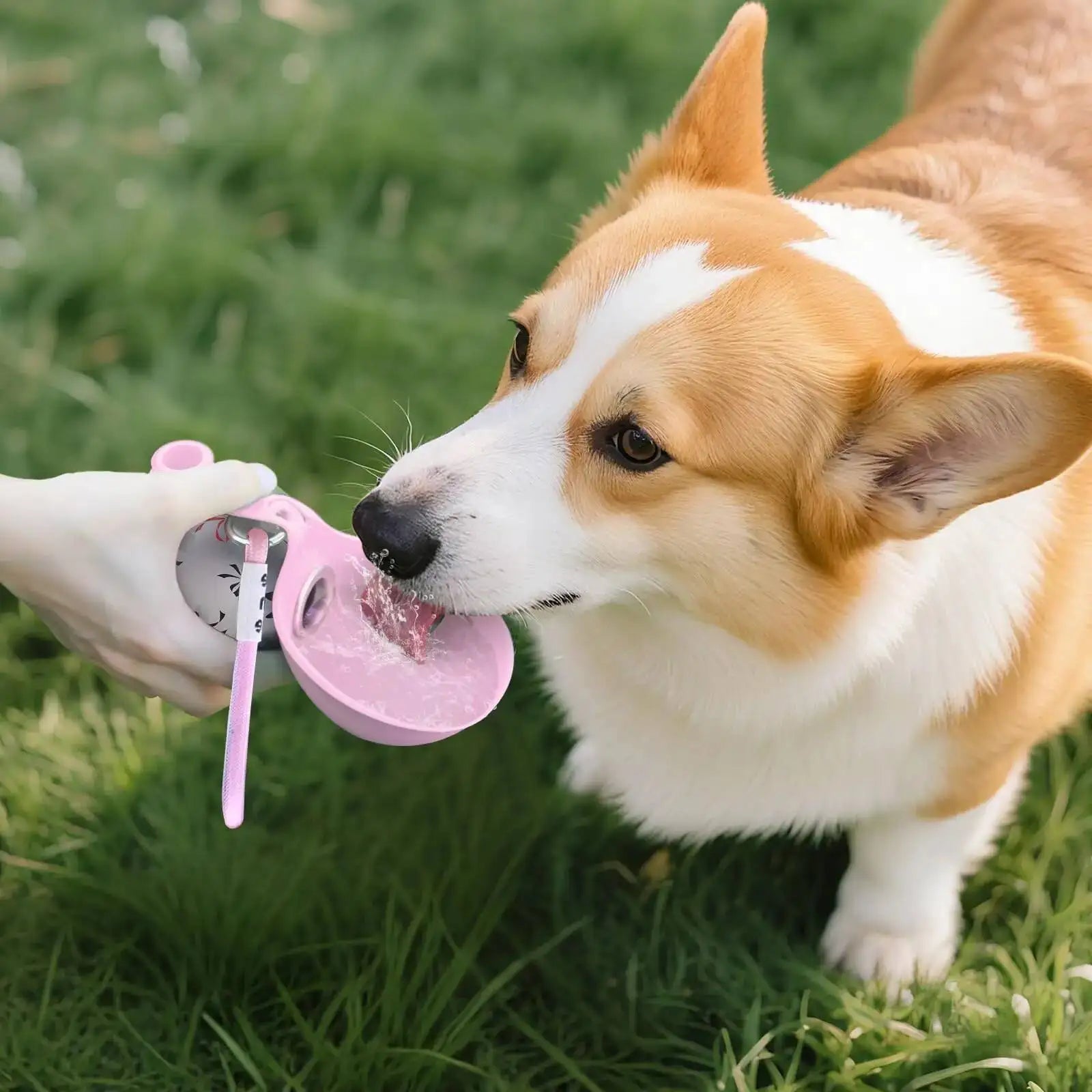 Keep Your Dog Hydrated Anywhere Without Messy Water Bowls